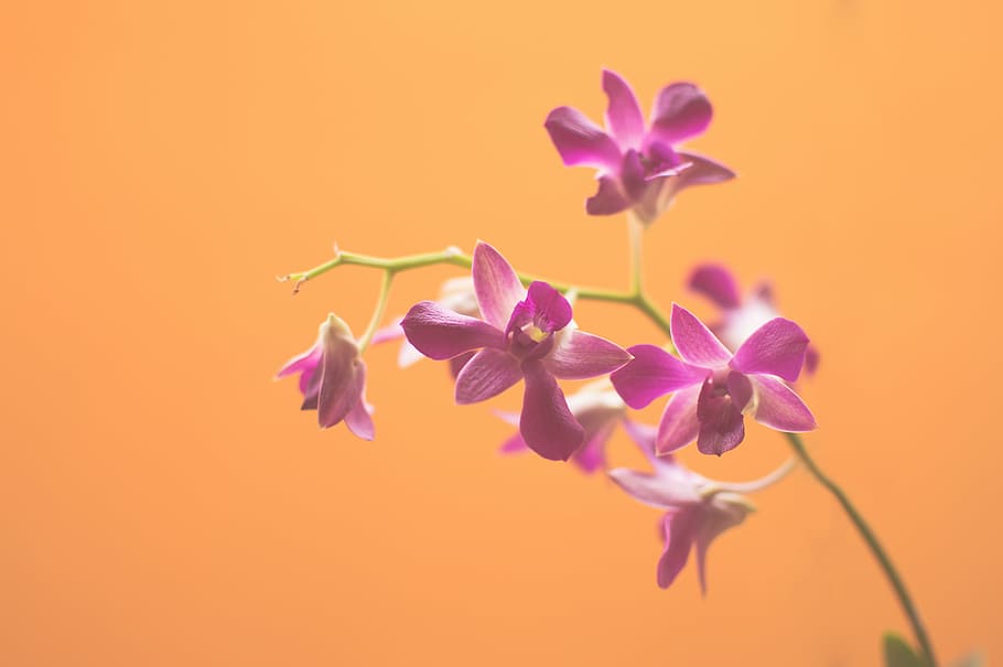 pink orchid, pink, flowers, photography, purple, nature, orange, flower, plant, growth