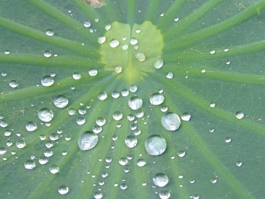 Lotus Effect, Lotus Leaf, Water, Drops, water drops, droplets, surface, repelling, surface tension, green