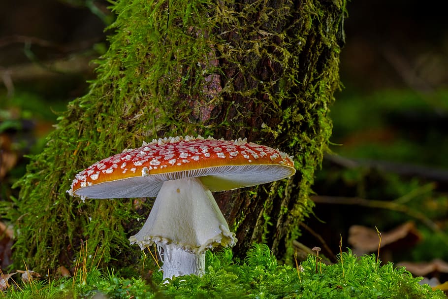 shallow, focus photography, brown, mushroom, fly agaric, red fly agaric mushroom, autumn, toxic, toadstool, fungus