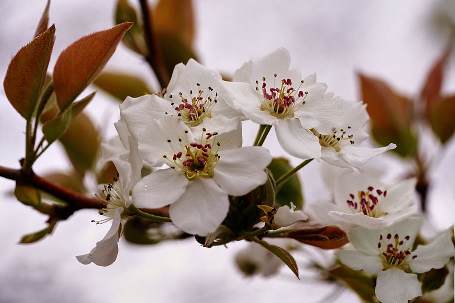 pear tree, blossom, flower, white, blooming, flowering plant, beauty in nature, fragility, plant, freshness