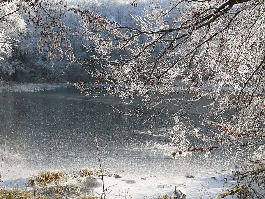 熟した, 霜で覆われた木, 霜で覆われた枝, 凍った湖, アイススケート場, 寒さ, 冬, メクレンブルガーseenplatte, 雪の風景, 森