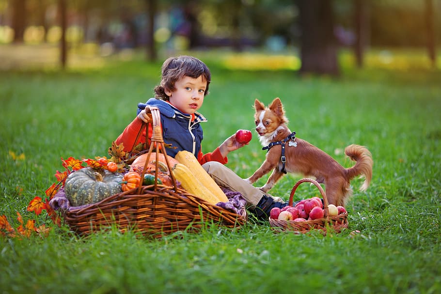 long-coated, tan, white, chihuahua puppy, standing, boy, holding, red, apple fruit, sitting