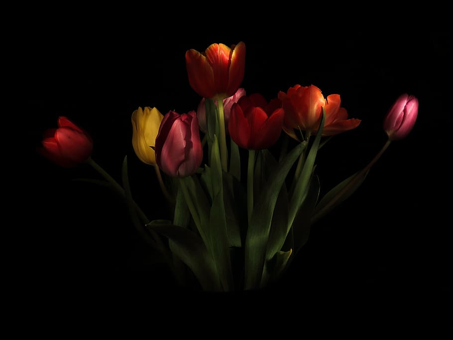 foto, merah, oranye, kuning, tulip, strauss, vas, bawang merah, zwiebelpflanze, musim semi