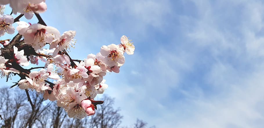 cherry blossom, republic of korea, spring, cherry tree, pink flower, cucumber flower, spring flowers, sky, the spring sky, cherryblossoms