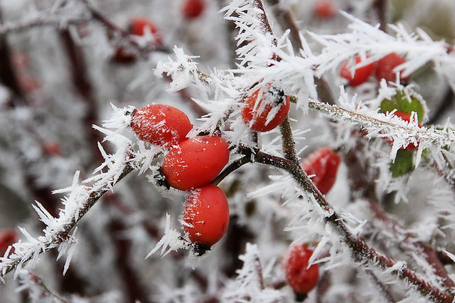 musim dingin, es, eiskristalle, salju, beku, mawar, suhu dingin, makanan, buah berry, tanaman