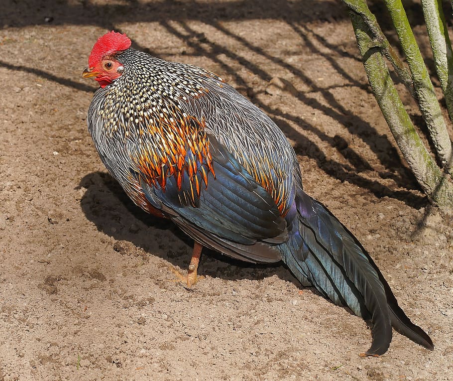 gray, brown, rooster, green, plant, hahn, bird, poultry, animal, cockscomb