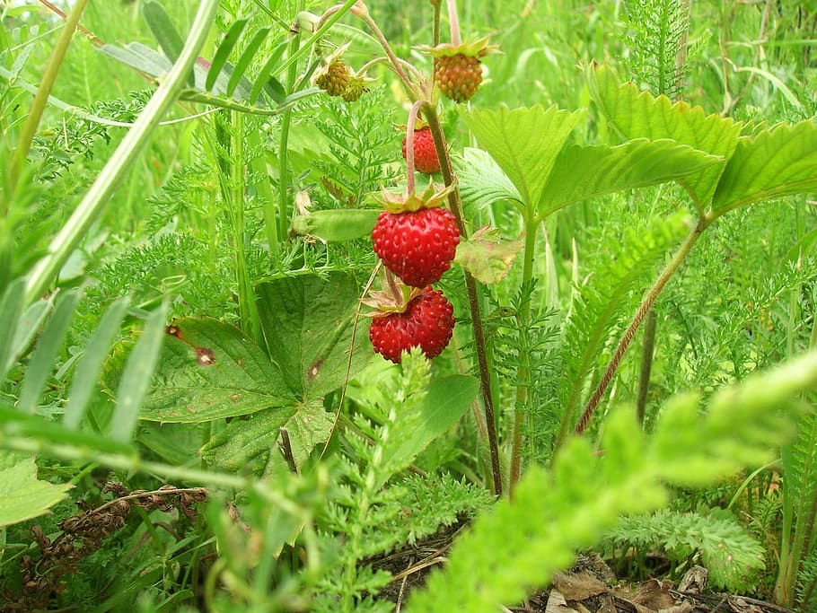 wild strawberry, berry, tasty, closeup, red, garden, sweet, green color, fruit, berry fruit