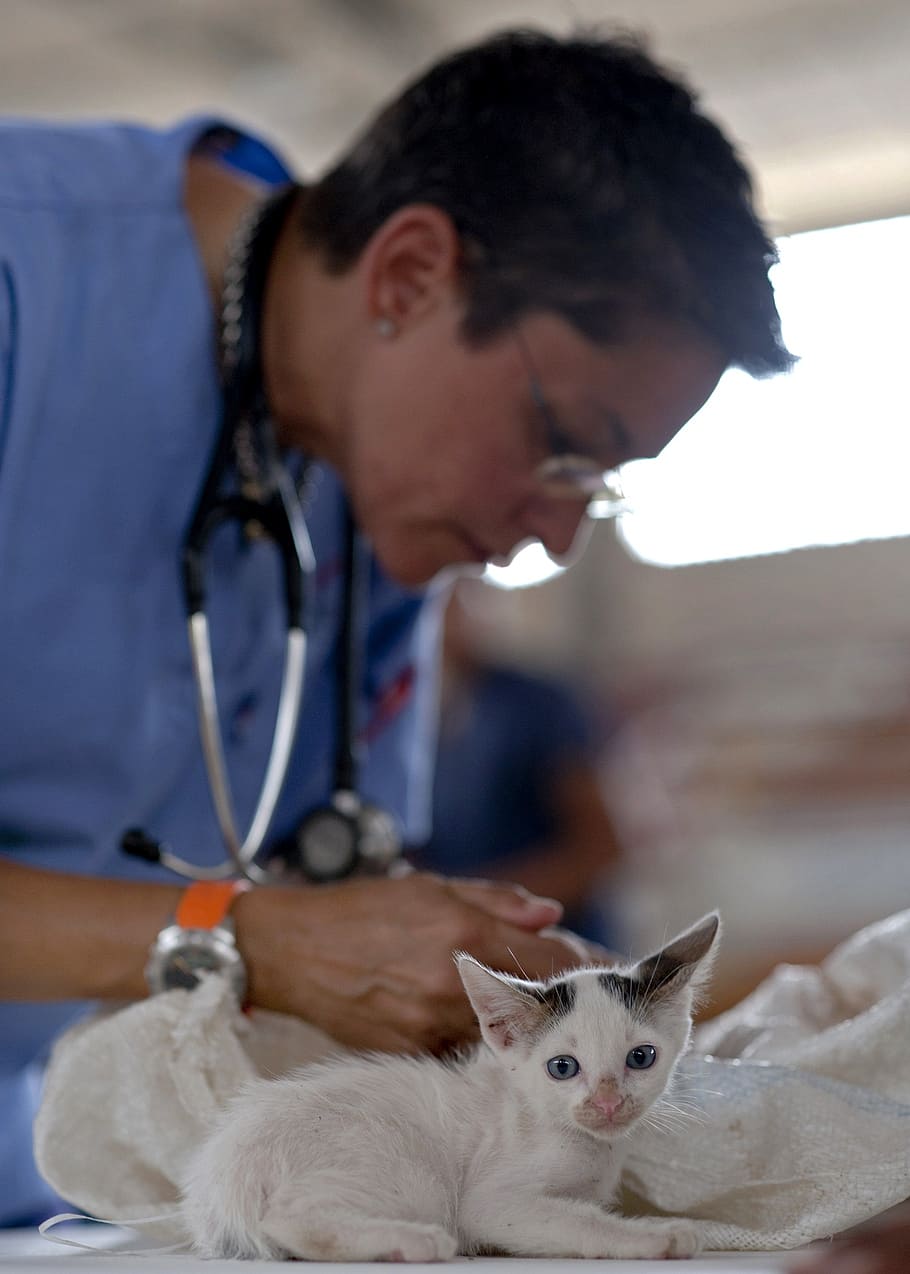 putih, hitam, anak kucing, dokter hewan, kucing, dokter, bulu, manusia, medis, perawatan