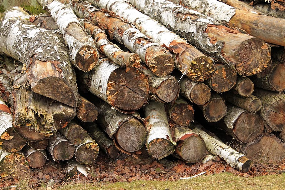 cut the logs, stacked, birch, forestry work, timber, log, firewood, stack, forest, wood