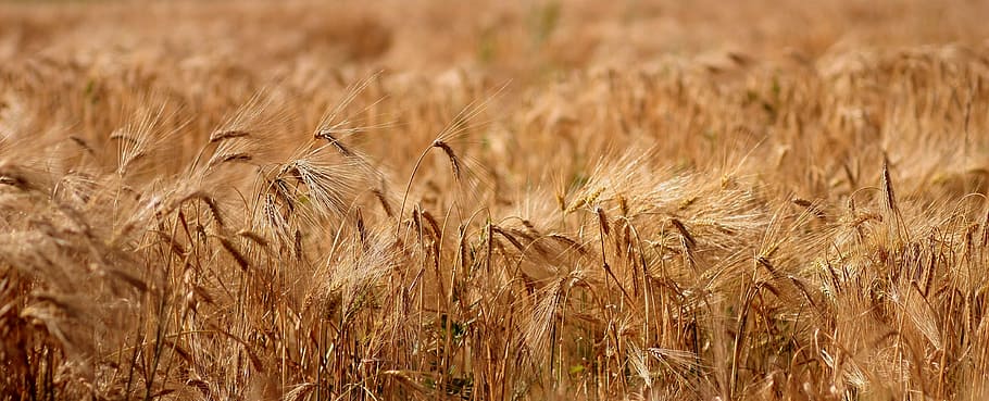 fotografia de paisagem de campo de trigo, campo de trigo, fotografia de paisagem, especiaria, centeio, verão, amarelo, acampamento, agricultura, planta de cereais