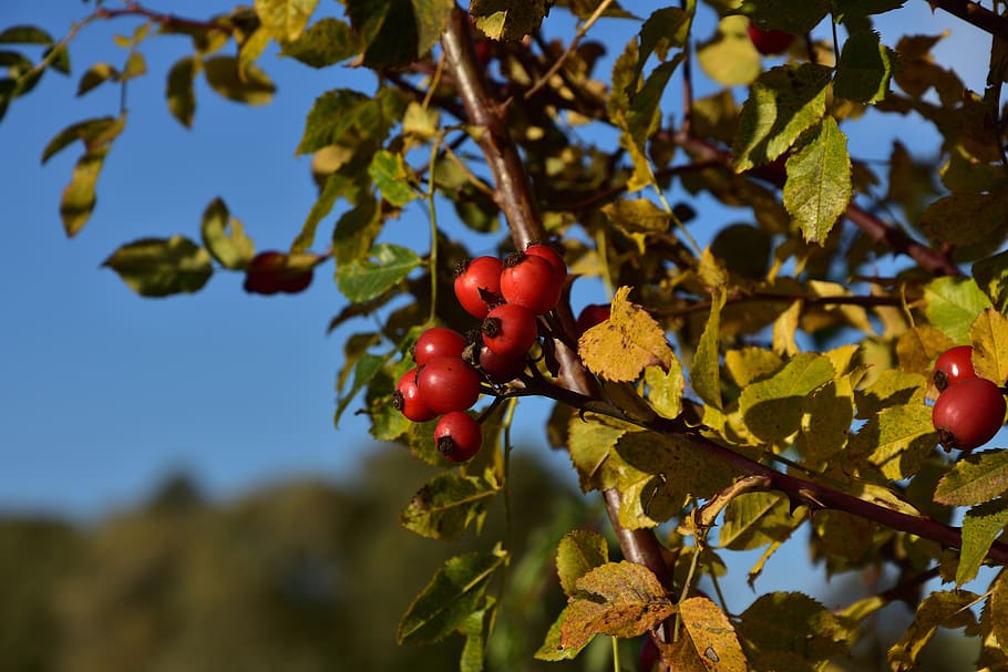 musim gugur, pinggul, semak, cabang, merah, beri, buah, makanan, makanan dan minuman, daun