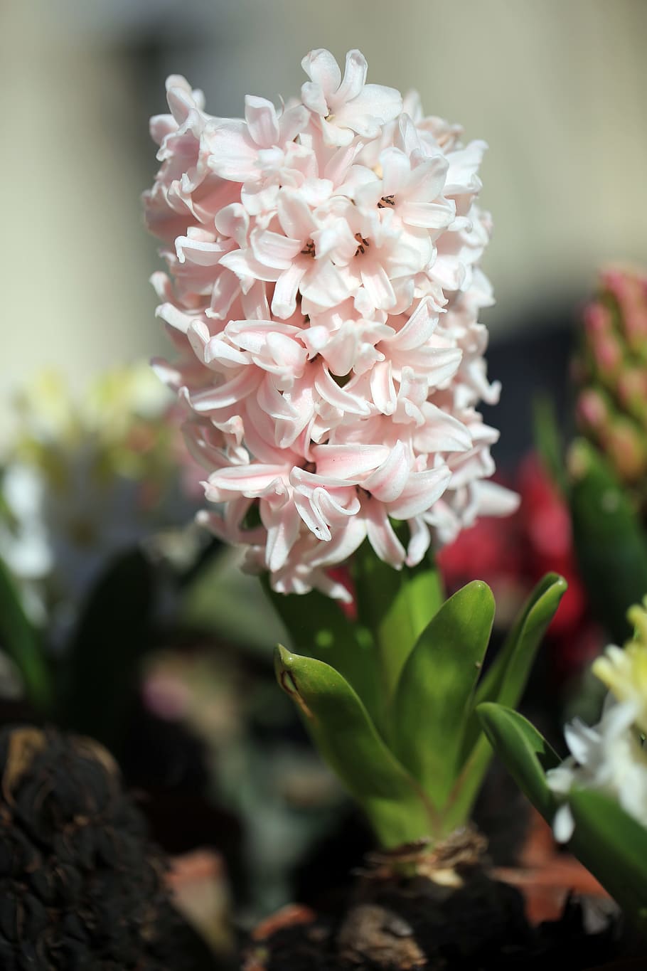 Jacinto, Flor, floração, flor rosa, natureza, planta, primavera, flor Cabeça, pétala, folha