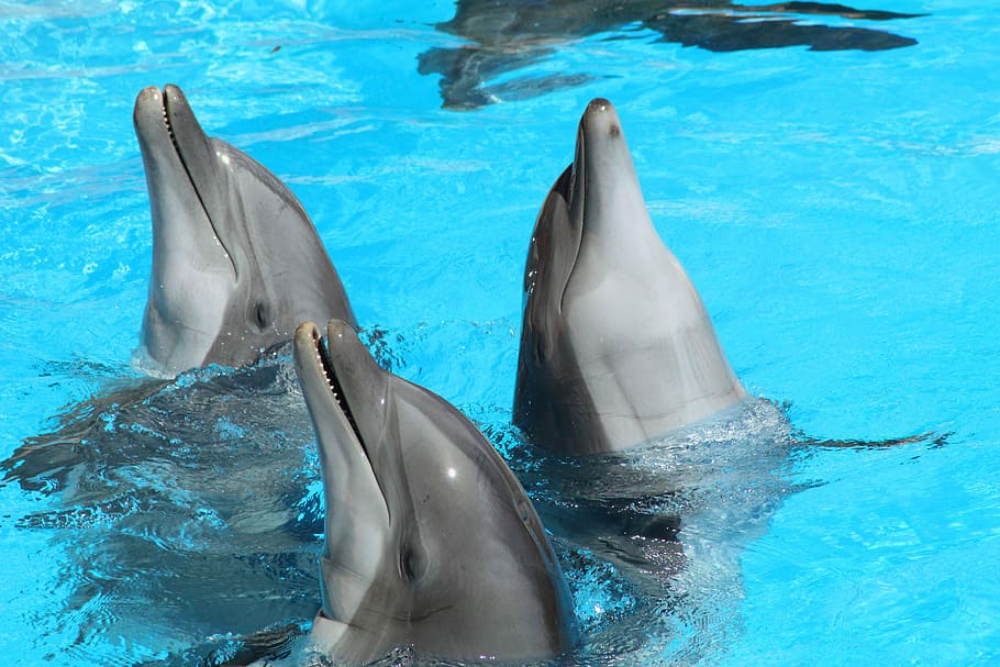 dolphin, water, animal, swim, marine mammals, blue, mammal, cheerful, dolphins, animal world