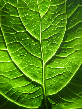 green-sheet-macro-veins-royalty-free-thumbnail.jpg