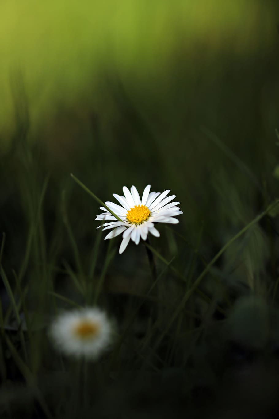tutup, fotografi, putih, bunga petaled, siang hari, fotografi close up, bunga, daisy, bunga runcing, padang rumput