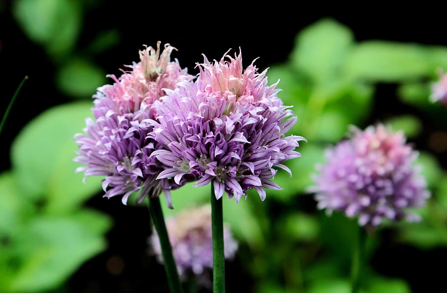 allium, ornamental onion, flowers, purple, garden, nature, garden plant, around, spring, flower