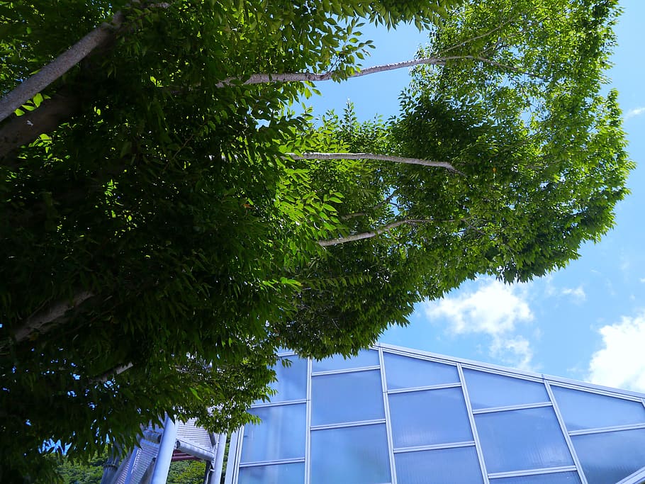 Sky, Cloud, Wind, Building, Glass, plateau, natural, wood, woods, branch