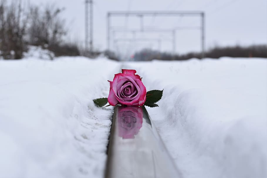 pink rose on railway, love symbol, winter, snowy, romantic, cold, frost, outdoors, flower, colorful