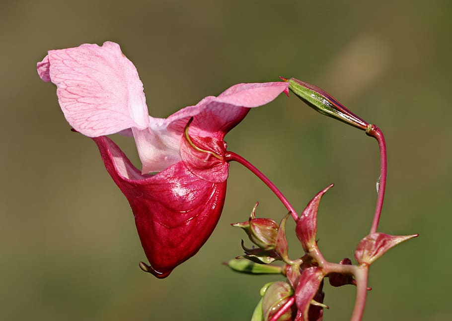pink, petal flower, shallow, focus photo, impatiens glandulifera, balsam, flower, the unusually, botanica, macro