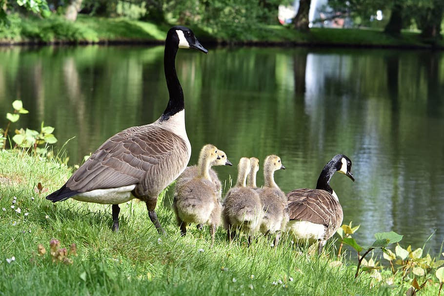 geese, goose family, goslings, chicks, canada goose, young animals, goose,  waterfowl, animal world, family | Pxfuel