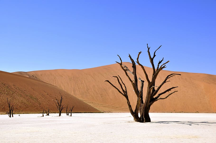 tree, white, sand, daytime, desert, namibia, dead vlei, deadvlei, clay pan, drought
