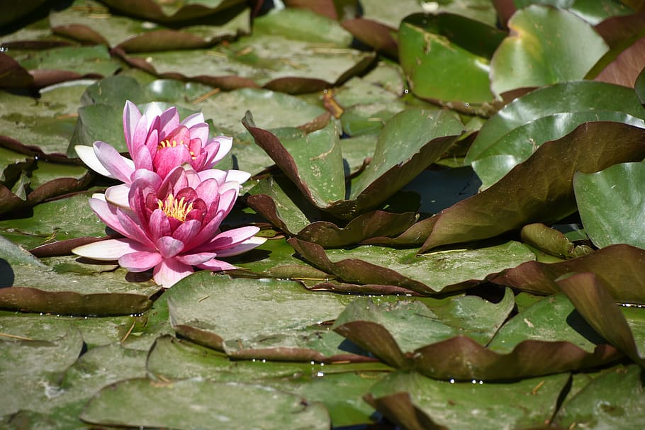 yuyuantan park, lotus, the beginning of summer, saturday, flower, flowering plant, leaf, pink color, plant part, plant