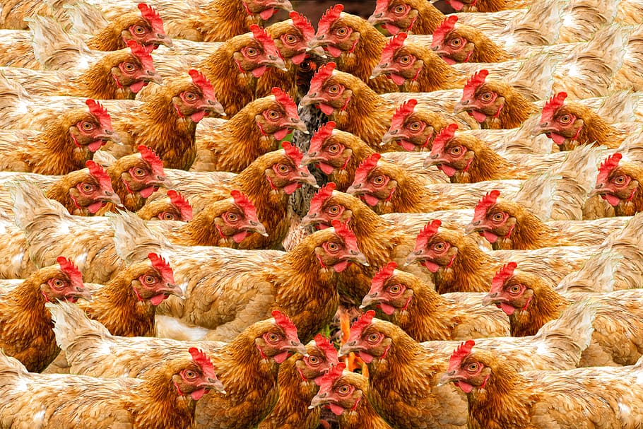 pollo, gallina, huevo, producción avícola, enjaulado, batería, granero, animales, estrés, mamífero