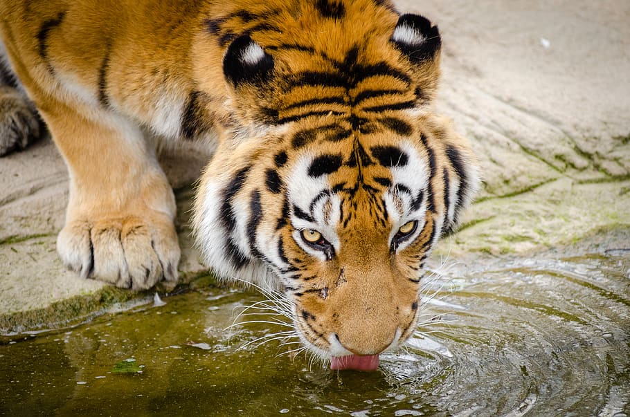 Tener, beber, beber agua de tigre, temas de animales, animal, fauna animal, animales salvajes, agua, tigre, mamífero