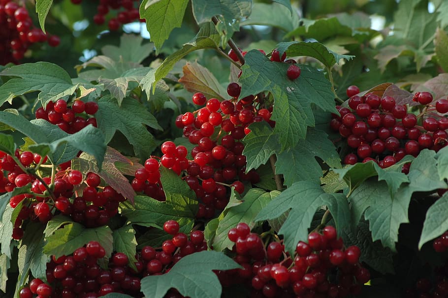 berry, kalina krasnaya, bush, morning, autumn, fruit, leaves, plant, garden, therapeutic