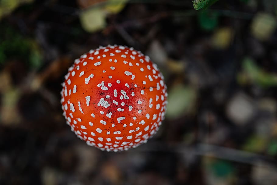 mushrooms, mushroom, red, autumn, fall, Amanita muscaria, dangerous, poison, fungi, Toadstool