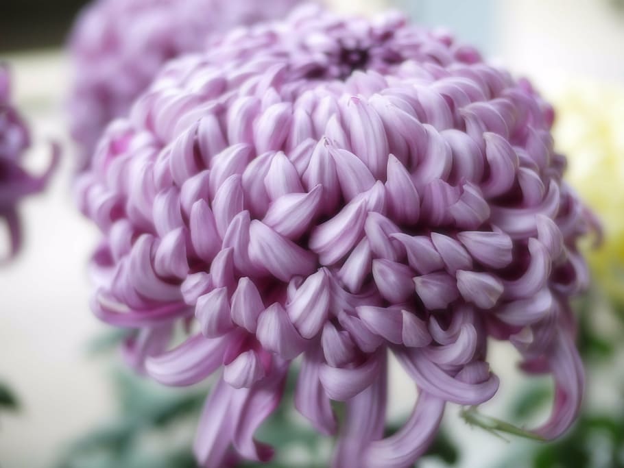 chrysanthemum, purple, flowers, close-up, flowering plant, flower, pink color, beauty in nature, plant, freshness