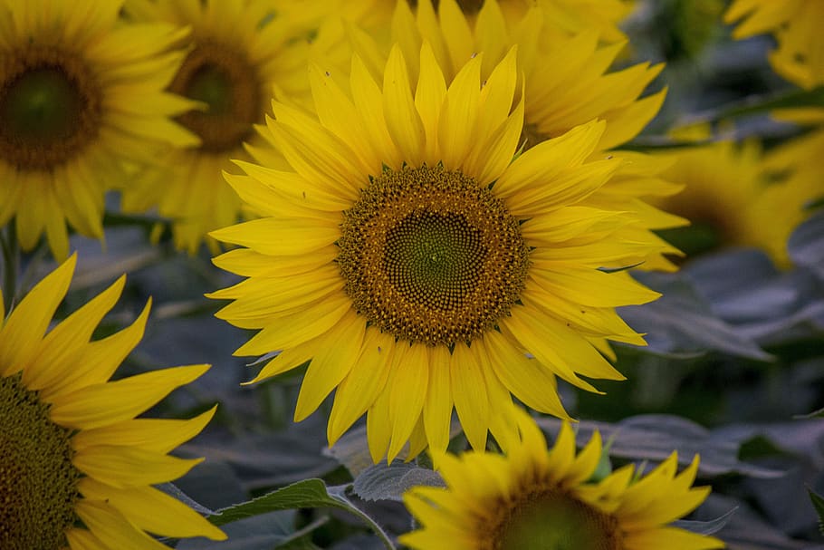 sunflower, field, flowers, yellow, flower pictures, flower photos, flower, flowering plant, freshness, flower head