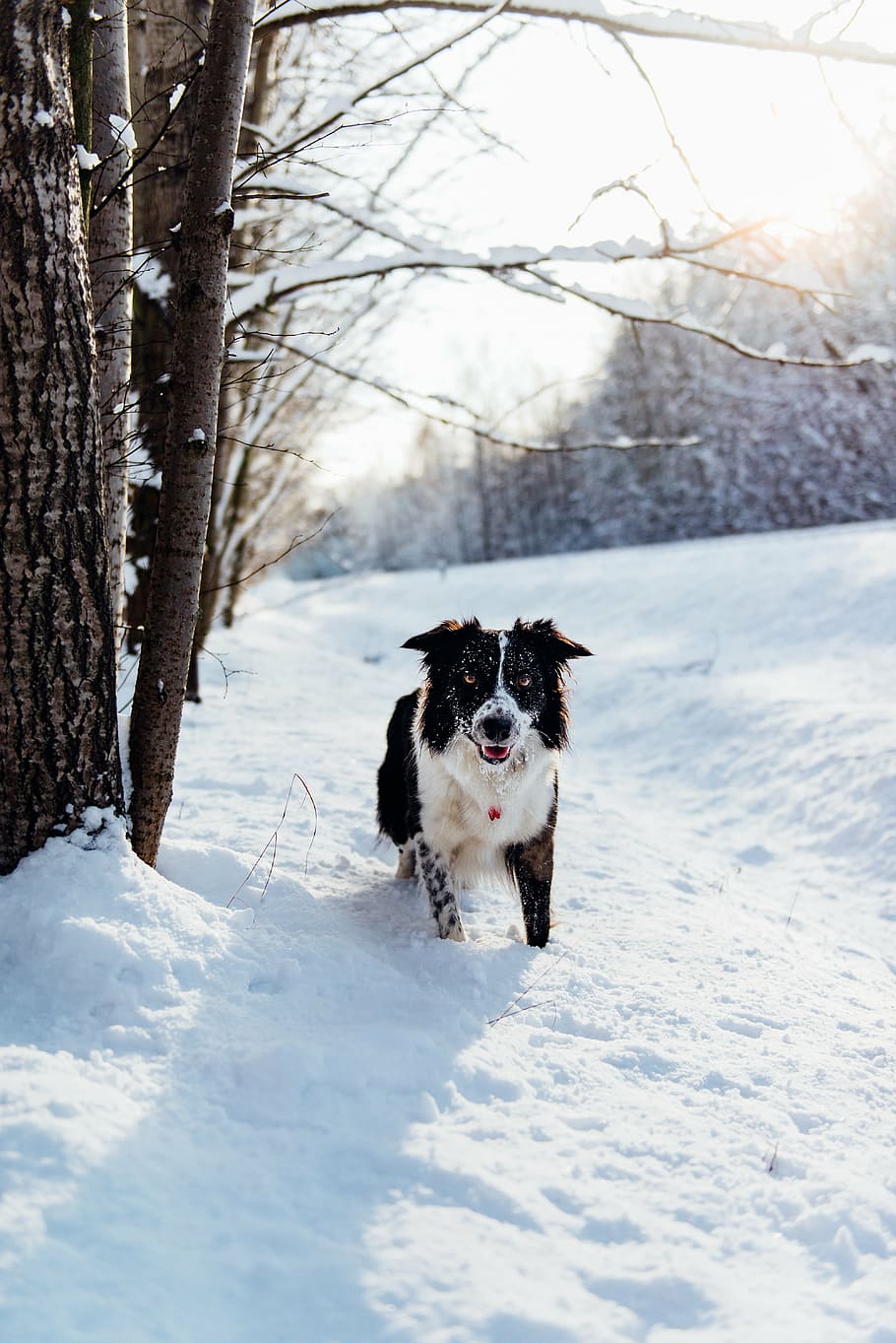 border collie, snow, bare, trees, daytime, dog, animal, pet, puppy, winter