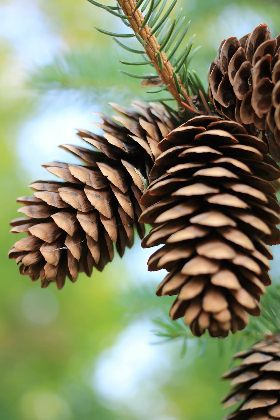pinecones, pine, pinecone, fall, pine trees, mountain pine, trees, evergreen, nature, leaves