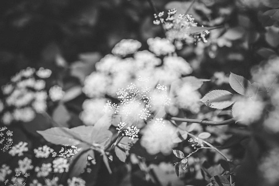 flower, nature, plant, outdoor, garden, blur, black and white, beauty in nature, growth, freshness