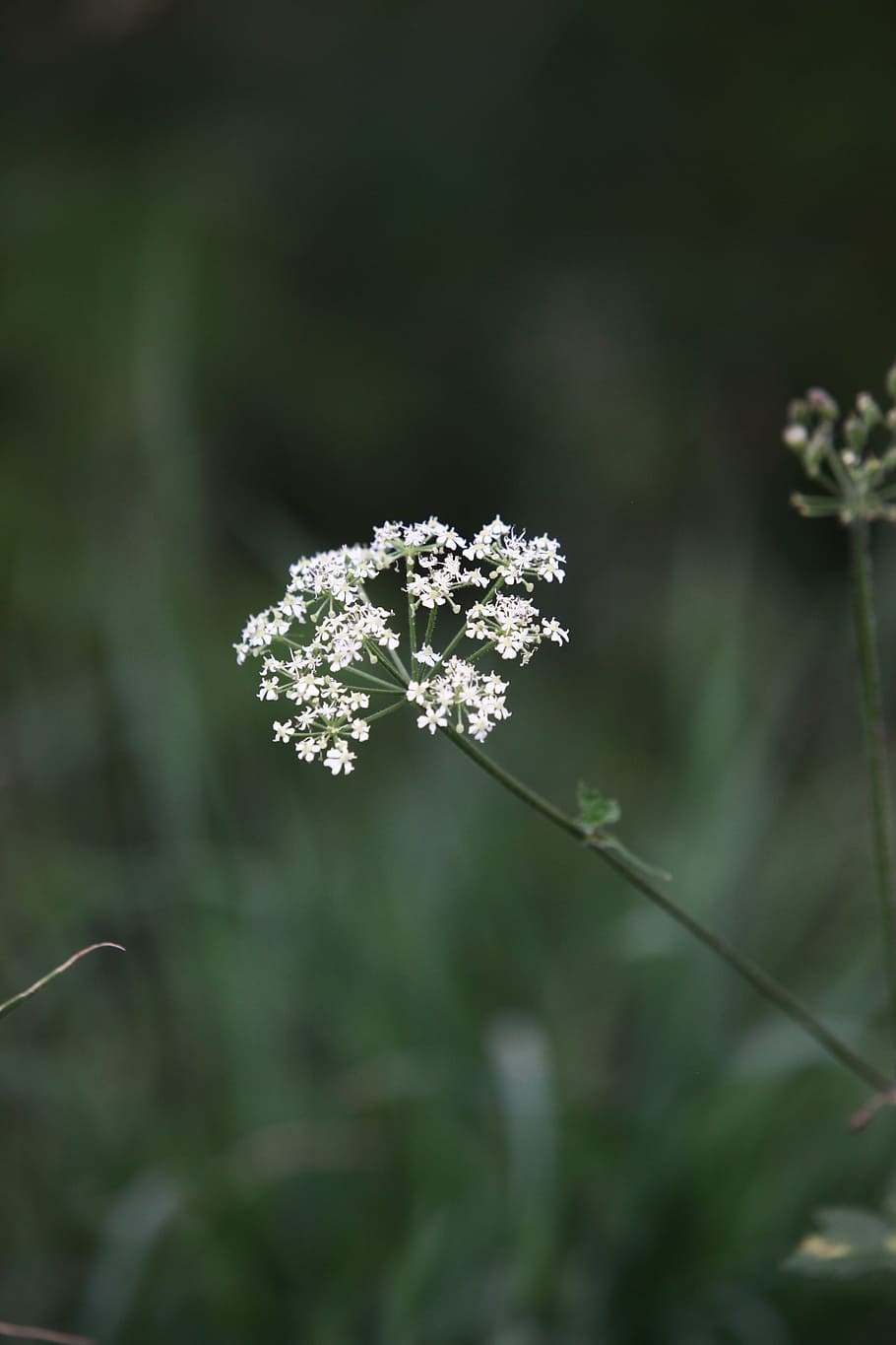 cow parsley, wild chervil, wild beaked parsley, keck, queen anne's lace, white, weed, plant, blossom, shady