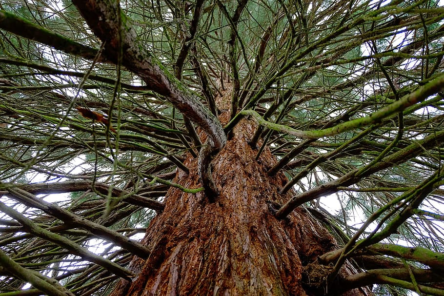 Sequoia, Tree, Cypress, Tribe, large, red, branches, bark, redwood branches, high