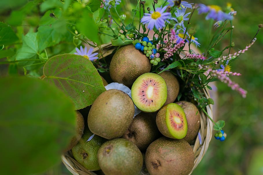 Kiwi, Sichuan, Ya'An, poverty alleviation, fruit, food and drink, green color, healthy eating, day, food