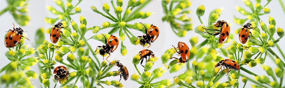 insects, ladybugs, beetles, parley, flowers, banner, spring, garden, nature, plant
