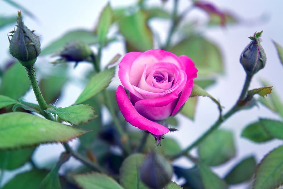 rosa, flor, folhagem, natureza, plantar, Planta de florescência, Beleza natural, Rosa - flor, cor rosa, pétala