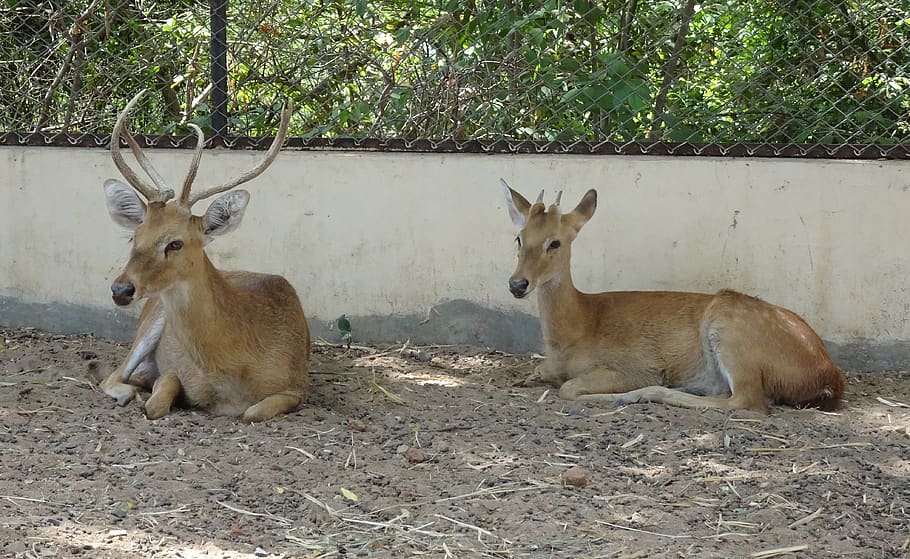 deer, sangai, eld's deer, male, rucervus eldii eldii, endemic, endangered, brow-antlered deer, manipur, wildlife