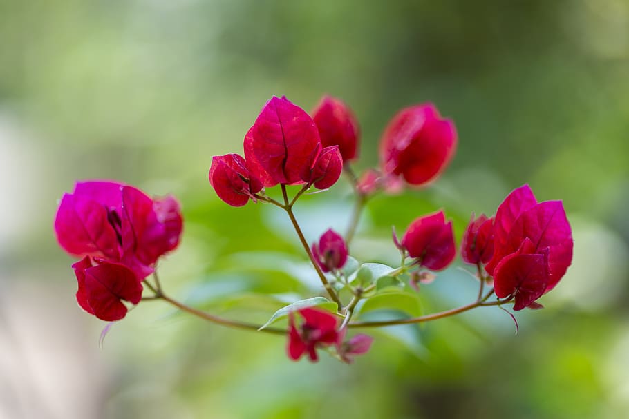 red flower, flower, macro, garden, flowering plant, beauty in nature, plant, freshness, vulnerability, petal