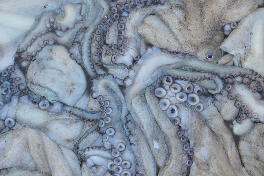 brown octopus, morocco, essaouira, squid, seafood, catch, fishing, close-up, full frame, pattern