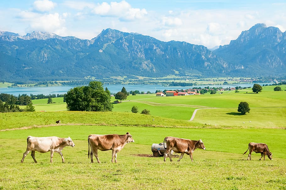 cows, walking, green, grass field, allgäu, ostallgäu, bavaria, mountains, mountain range, tegelberg
