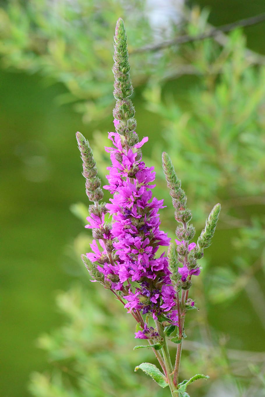 purple loosestrife, wild flower, tall, purple, waterside, river bank plant, close-up, flowering plant, flower, plant