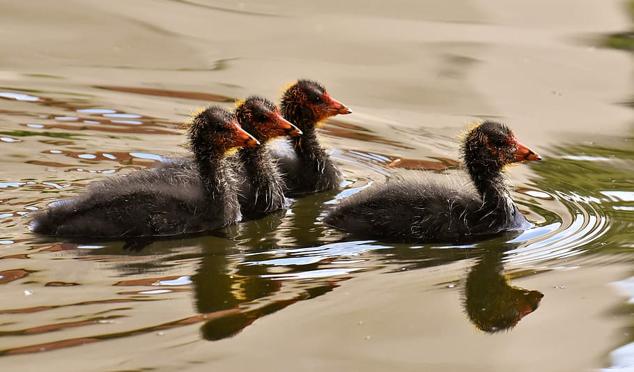 four, black, ducks, floats, calm, water, coots, chicks, leader, group
