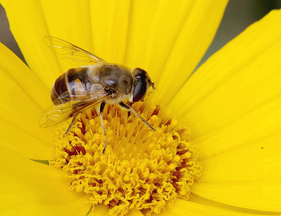 mucha, kamuflase, lebah, makro, penampilan, upodobnienie, untuk orang-orang, bunga, kuning, serbuk sari