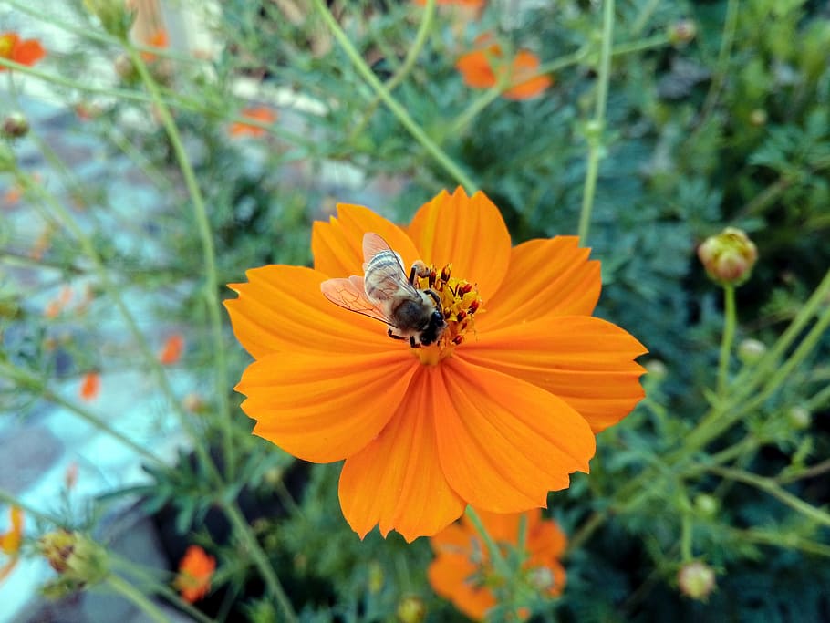 kurdistan, bees, bee, hang, hangawan, flower, orange, grass, pollen, wings