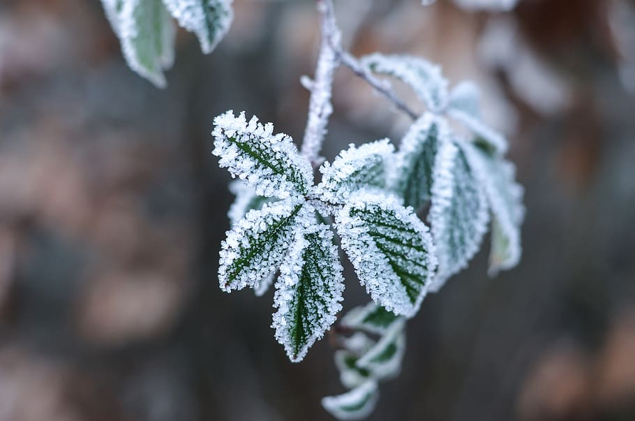 ice flowers, wintry, leaf, ice, snow, branch, snowy, winter magic, cold, forest