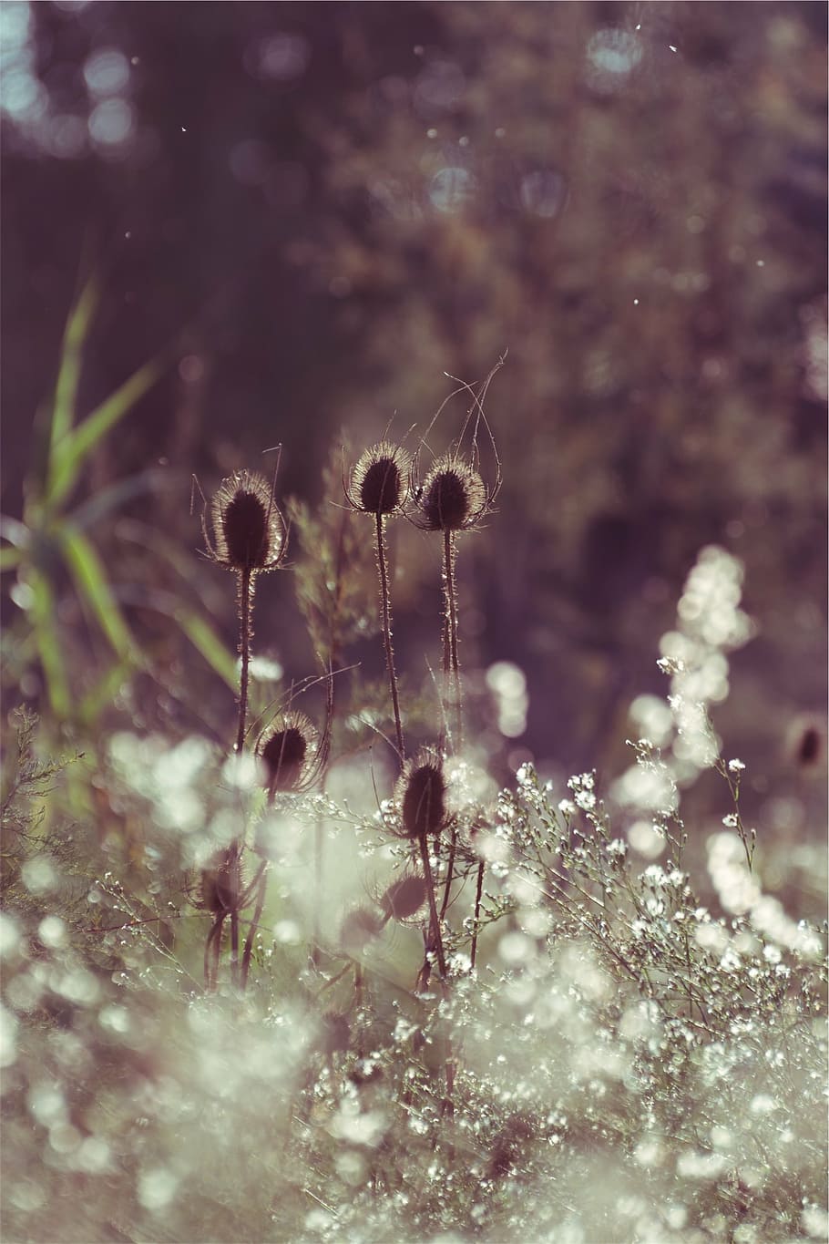 brown, plant, focus photography, daytime, white, dandelion, day, time, flowers, plants